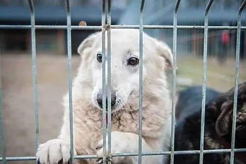 Labra - przyjazna, przestraszona sunia szuka pilni