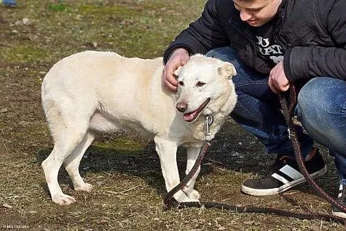Labra - przyjazna, przestraszona sunia szuka pilni