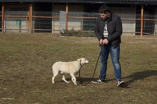 Labra - przyjazna, przestraszona sunia szuka pilni