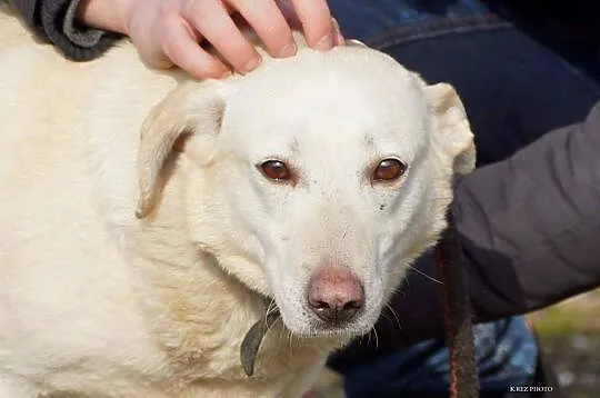 Labra - przyjazna, przestraszona sunia szuka pilni