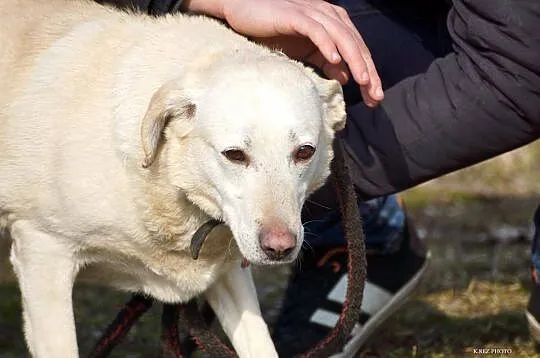 Labra - przyjazna, przestraszona sunia szuka pilni