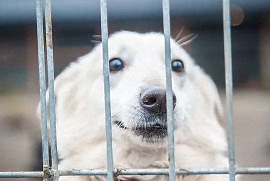 Labra - przyjazna, przestraszona sunia szuka pilni