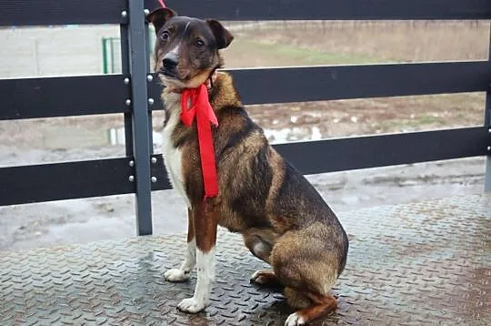 Felix szuka domu!, , Kłodzko