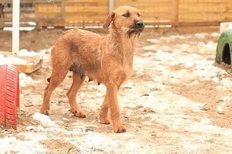 Orka - szorstkowłosa ruda sunia,  mazowieckie Nowy