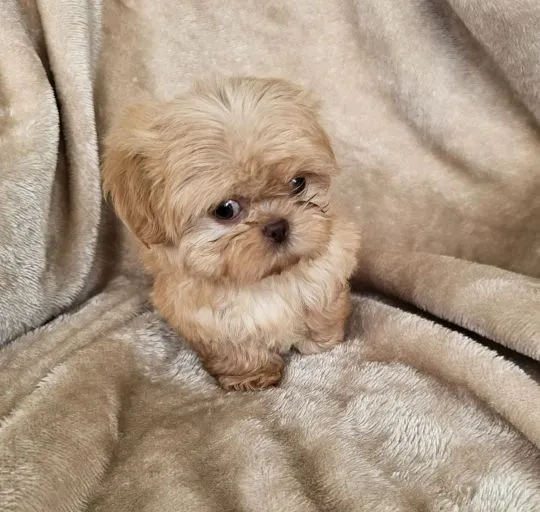 SHIH TZU, szczeniak na sprzedaż, kontakt przez Whatsapp +48736614543, , Gizałki