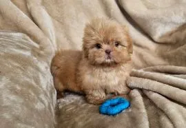 SHIH TZU, szczeniak na sprzedaż, kontakt przez Whatsapp +48736614543