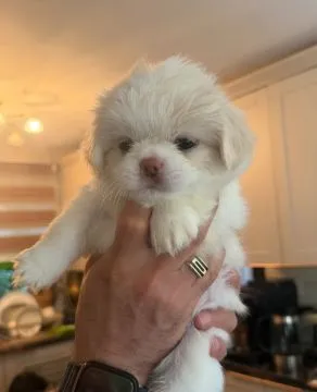 SHIH TZU, szczeniak na sprzedaż, kontakt przez Whatsapp +48736614543, , Gizałki