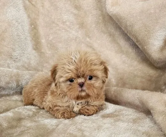 SHIH TZU, szczeniak na sprzedaż, kontakt przez Whatsapp +48736614543, , Gizałki
