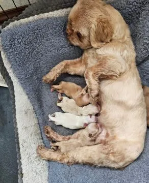 SHIH TZU, szczeniak na sprzedaż, kontakt przez Whatsapp +48736614543, , Gizałki