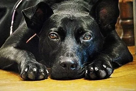 Salvo- pół labrador - do adopcji,  mazowieckie War