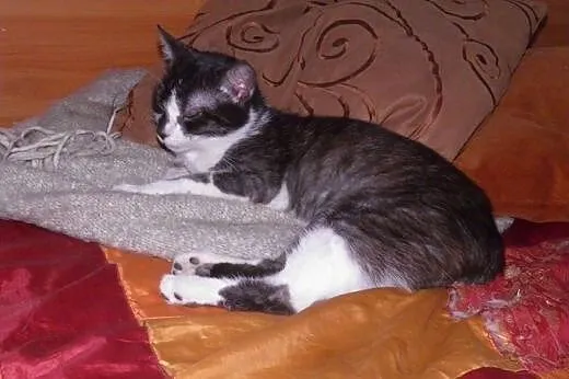 Prześliczna dymna koteczka Reduta szuka domu!,  ma