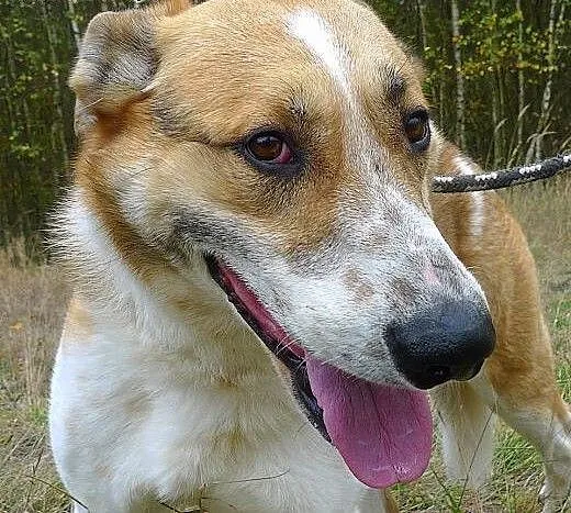 Duży, piekny Leo pokocha od zaraz, małopolskie Kr