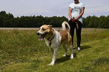 Duży, piekny Leo pokocha od zaraz,  małopolskie Kr
