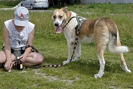 Duży, piekny Leo pokocha od zaraz,  małopolskie Kr