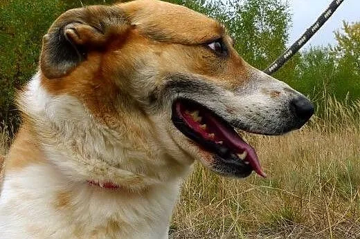 Duży, piekny Leo pokocha od zaraz,  małopolskie Kr