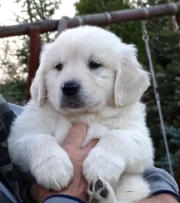 Golden retriever, Mazowieckie, Przysucha