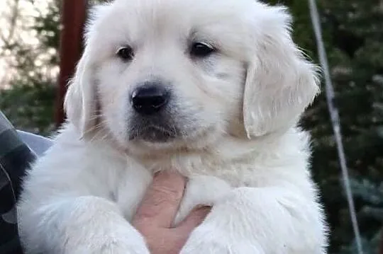 Golden retriever, Mazowieckie, Przysucha