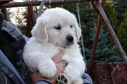 Golden retriever, Mazowieckie, Przysucha