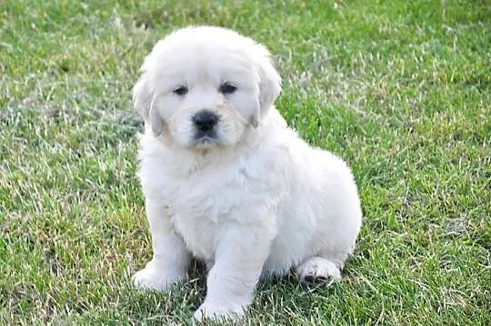 Golden retriever, Mazowieckie, Przysucha