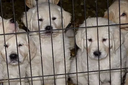 Golden retriever, Mazowieckie, Przysucha