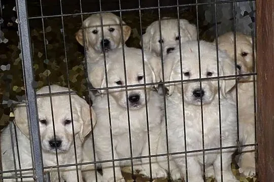 Golden retriever, Mazowieckie, Przysucha