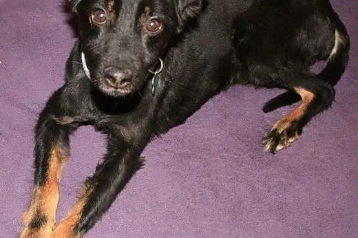 ALEKS - 11 kg, filigranowy psiak idealny szuka domu PILNE,  mazowieckie Warszawa