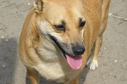 Sari pełna uroku  ,  mazowieckie Warszawa