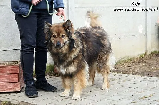 Keja - mądra, owczarkowata psinka, Nowy Dwór Mazowiecki