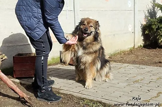 Keja - mądra, owczarkowata psinka, Nowy Dwór Mazowiecki