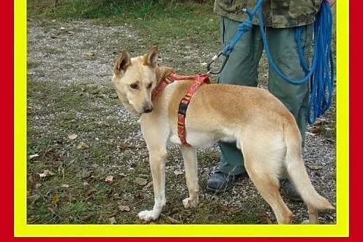 20kg,młody,aktywny,przyjazny,łagodny,pies CZAR,  m