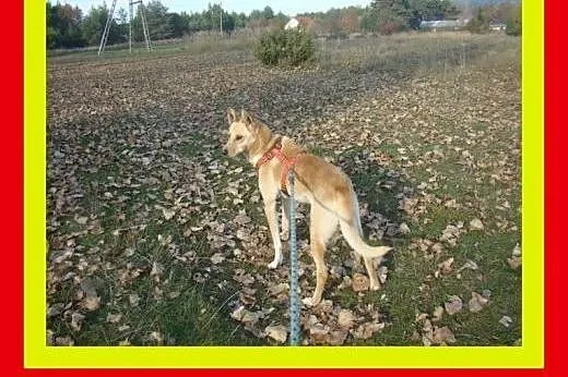 20kg,młody,aktywny,przyjazny,łagodny,pies CZAR,  m