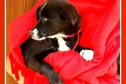 3 mies. szczeniak,średnia docelowo suczka ZUZIA,szczepiona.ADOPCJA,  dolnośląskie Wrocław
