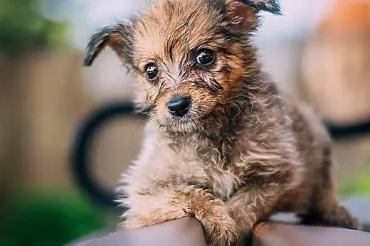 Marysiątka - sześć maluchów do pilnej adopcji!,  świętokrzyskie Kielce