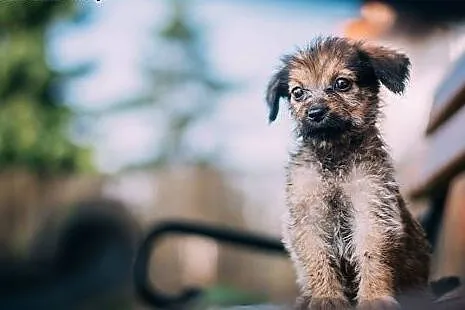 Marysiątka - sześć maluchów do pilnej adopcji!,  ś