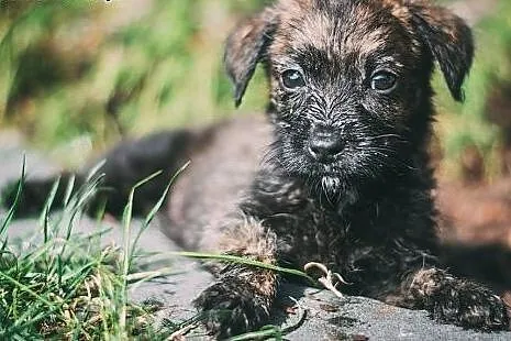 Marysiątka - sześć maluchów do pilnej adopcji!,  ś