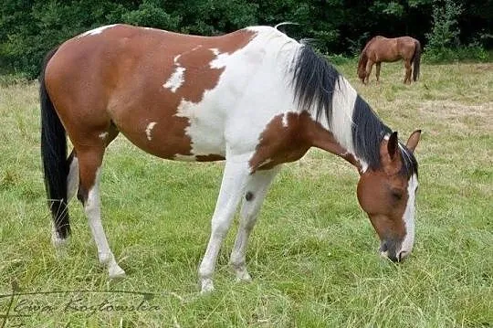 Piękna łaciata klacz, Śląskie, Mikołów