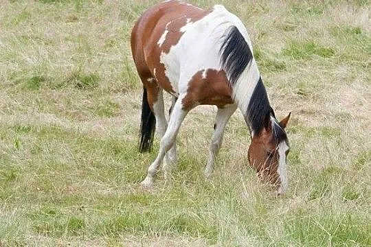 Piękna łaciata klacz, Śląskie, Mikołów