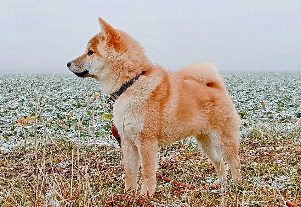 Shiba - piesek, umaszczenie czerwone, Lubelskie, Bychawka Trzecia