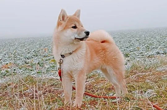 Shiba - piesek, umaszczenie czerwone, Lubelskie, Bychawka Trzecia
