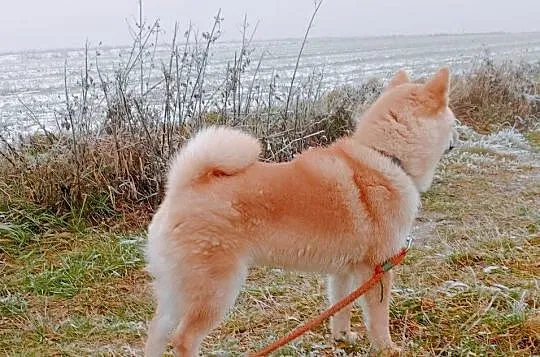 Shiba - piesek, umaszczenie czerwone, Lubelskie, Bychawka Trzecia