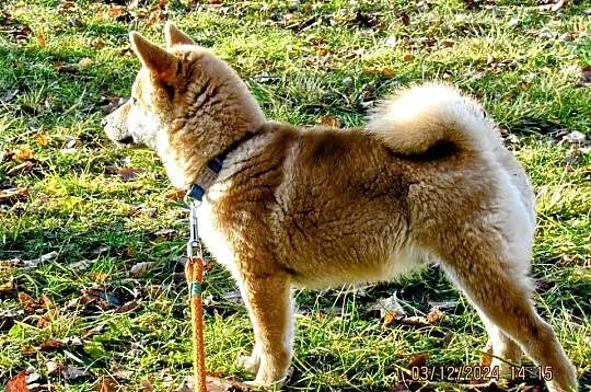 Shiba - piesek, umaszczenie czerwone, Lubelskie, Bychawka Trzecia