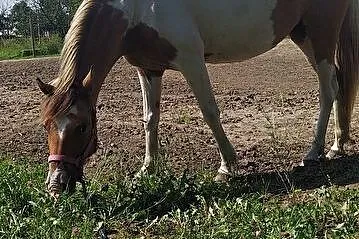 Współdzierżawa konia pod Wrocławiem, , 