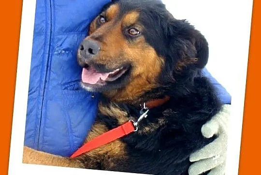 Młody,długowłosy ,duży AZOK,wesoły,energiczny_Adopcja