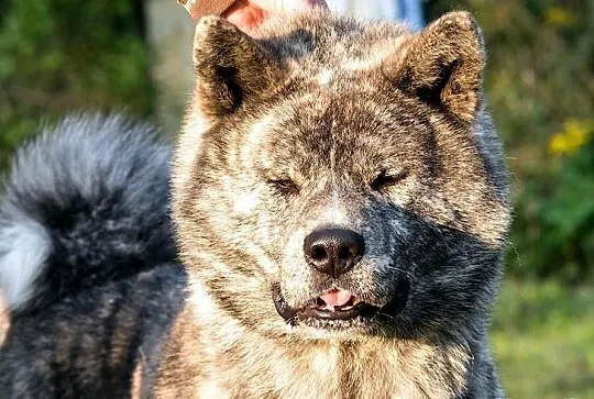 Akita japońska, Rodowodowe szczeniaki.