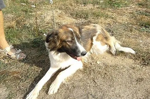 Azja - piękna suczka szuka opiekunów,  Kundelki cała Polska