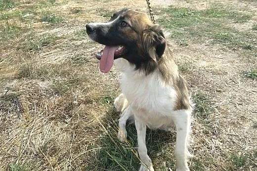 Azja - piękna suczka szuka opiekunów,  Kundelki ca