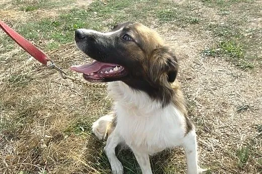 Azja - piękna suczka szuka opiekunów,  Kundelki ca