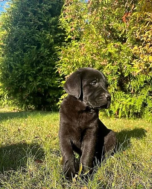 Szczeniaki labrador retriever, Mazowieckie, Płock