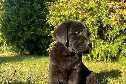 Szczeniaki labrador retriever