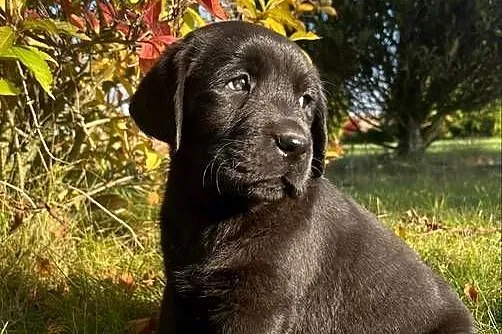 Szczeniaki labrador retriever, Mazowieckie, Płock